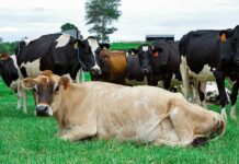 मुलचेरा तालुक्यात 21 व्या पशुगणनेला प्रारंभ, पशुपालकांनी सहकार्य करावे