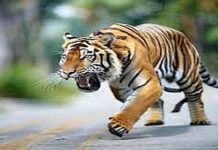 आठ महिन्यांची गर्भवती महिला ठरली वाघाची शिकार, शेतात केला हल्ला