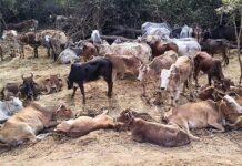 कत्तलखान्यात नेण्यासाठी ठेवलेल्या 116 जनावरांना पोलिसांकडून जीवदान