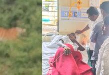 अन् वाघाच्या तावडीतून वडसातील शेतकऱ्याची सुखरूप सुटका झाली