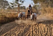 बातमीनंतर रेती तस्करांसह महसूल विभाग झाला सतर्क, गाडीवाल्यांना तंबी