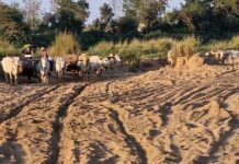 कठाणी नदीच्या घाटावरून दररोज बैलगाड्यांनी 300 ट्रिप रेतीची चोरी