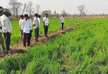 आकापूरच्या शेतकऱ्यांचे धानपीक हत्तींनी तुडवले, लवकर पंचनामे करा