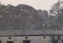 अवकाळी पावसाचा फटका, मक्याच्या पिकाचे नुकसान