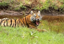 गडचिरोलीतील अतिरिक्त वाघांचे दुसरीकडे स्थलांतर करणार !