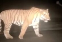 डरकाळ्या फोडत रस्त्यावरून फिरणाऱ्या वाघिणीची दहशत
