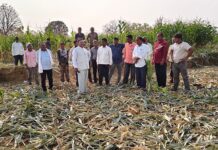 हत्तींच्या कळपाने उद्ध्वस्त केले उन्हाळी धानासह मक्याचे पीक