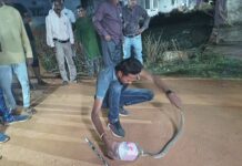 लक्ष्मीनगरात निघालेल्या विषारी घोणसने उडवली सर्वांची तारांबळ