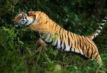 चामोर्शी तालुक्यात वाघाने घेतला मका उत्पादक शेतकऱ्याचा बळी