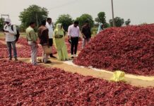 मिरची आणि कलेक्टर आंब्याच्या भौगोलिक मानांकनासाठी प्रयत्न