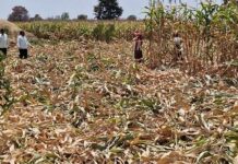 हत्तींकडून होणाऱ्या नुकसानीमुळे त्रस्त गावकऱ्यांचा वनविभागाच्या चमुवर रोष