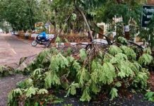 वादळी पावसासह गारांचाही मारा, गडचिरोलीत झाडांच्या फांद्या तुटल्या