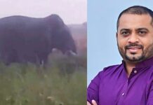 हत्तींचा लवकर बंदोबस्त करा, अन्यथा जनआंदोलन उभारणार