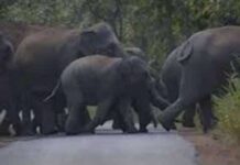 रानटी हत्तींच्या कळपाने केला पुन्हा देसाईगंज तालुक्यात प्रवेश