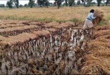 अवकाळी पावसामुळे नुकसान, शेतकऱ्यांना तात्काळ मदत द्या