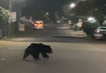 गडचिरोलीत हत्ती, तर तिकडे देसाईगंजमध्ये अस्वलाचा संचार