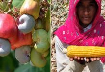 जिल्ह्यात 350 हेक्टरवर बहरली काजूची झाडे, मक्यातही वाढ