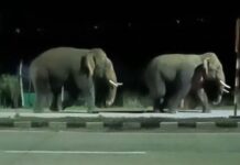 चक्क गडचिरोली शहरातून मारला रानटी हत्तींनी मध्यरात्री फेरफटका