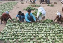 रॅायल्टी माफ करण्यासाठी तेंदुपत्ता कंत्राटदारांचा दबाव