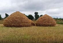 कापणी झालेल्या पिकांच्या नुकसानीची भरपाई मिळणार