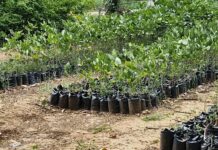 उपलब्ध रोपटे 20 लाख, टार्गेट 1 कोटी लागवडीचे !