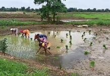 आणखी तीन दिवस पावसाचे, धानाच्या रोवण्यांना आला वेग