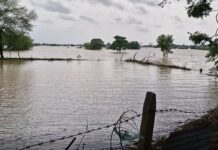 पुरामुळे खरडली कोवळी पिके, अनेकांपुढे दुबार पेरणीचे संकट