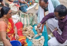 महागड्या जंगली मशरूमला गडचिरोलीकर खवय्यांची पसंती