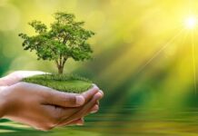 वृक्ष लागवड व संवर्धनाकरिता बृहत आराखडा प्रसिद्ध करावा