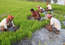 रिमझिम पावसाने धानाच्या पऱ्ह्यांना मिळाले जीवनदान