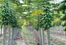 आता सरकारी खर्चातून लावा फळबाग, बांबू अन् फुलझाडे !