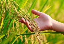 फार्मर आयडीशिवाय घ्या आता पीक विमा योजनेचा लाभ
