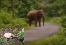 कळपासोबतच्या हत्तीने घेतला चुरचुऱ्यातील शेतकऱ्याचा बळी