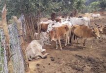 कोरची तालुक्यातून शेकडो गोवंश जाताहेत कत्तलखान्यात