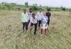 उभे पीक आडवे, कापलेले भिजले, शेतकऱ्यांच्या तोंडचा घास हिरावला