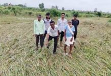उभे पीक आडवे, कापलेले भिजले, शेतकऱ्यांच्या तोंडचा घास हिरावला