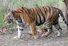 मार्कंडा कंसोबा वनपरिक्षेत्रातील जंगलात पट्टेदार वाघाचा वावर