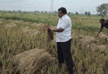 नुकसानग्रस्त शेतांच्या बांधावर पोहोचले मा.आ.कृष्णा गजबे