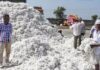 हमीभाव केंद्रावरच कापूस विका, क्विंटलमागे एक हजार जास्त दर