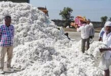 हमीभाव केंद्रावरच कापूस विका, क्विंटलमागे एक हजार जास्त दर