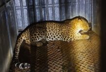 घरात शिरलेला बिबट्या अखेर सुरक्षितपणे आला पिंजऱ्यात