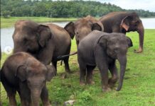 कमलापूरमधील हत्ती उद्यापासून 12 फेब्रुवारीपर्यंत वैद्यकीय रजेवर