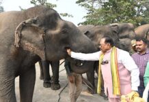 कमलापूर हत्ती कॅम्पला येणार सुगीचे दिवस, पर्यटकांना सुविधा