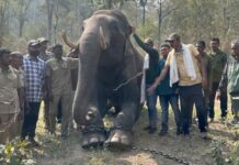 हत्ती कॅम्पमधील सोयीसुविधांसाठी लॅायड्स मेटल्सने घेतला पुढाकार