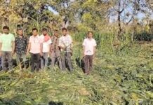 रानटी हत्तींच्या कळपाने घातला पाथरगोटातील मक्यात धुमाकूळ