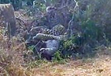 वाघासोबत झुंजणाऱ्या बिबट्याचा चांभार्डा परिसरात अखेर मृत्यू