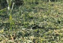 वादळी पावसाचा सर्वत्र धुमाकूळ, शेतातील उन्हाळी पिकांना फटका