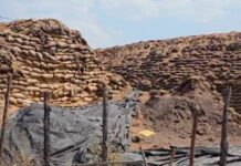 भरडाईअभावी दोन वर्षात 102 कोटींचा धान झाला मातीमोल !