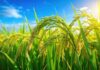 धानाच्या आधारभूत किमतीत यावर्षी 72 रुपयांची दरवाढ