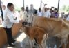 अमिर्झात सुरू झाले जनावरांचे जिल्ह्यातील पहिले स्नानगृह
